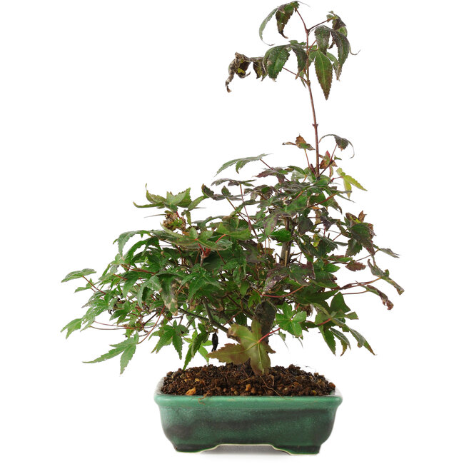 Acer palmatum, 15 cm, ± 6 jaar oud, rechtstreeks uit de handen van meester Mario Komsta, persoonlijk gekweekt en gestyled