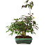 Acer palmatum, 15 cm, ± 6 jaar oud, rechtstreeks uit de handen van meester Mario Komsta, persoonlijk gekweekt en gestyled