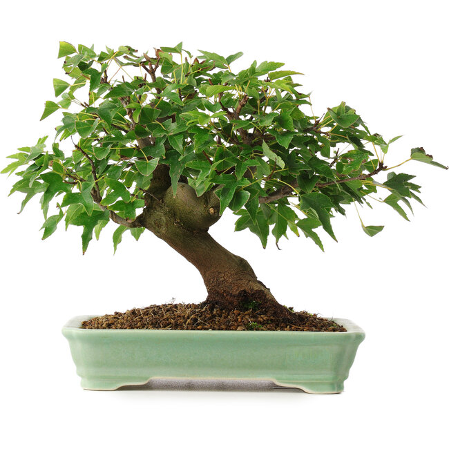 Acer buergerianum, 19 cm, ± 6 years old, personally grown and shaped by Mario Komsta
