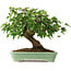 Acer buergerianum, 19 cm, ± 6 jaar oud, met de hand gestyled door Mario Komstra