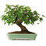Acer buergerianum, 19 cm, ± 6 jaar oud, persoonlijk gekweekt en gevormd door Mario Komsta