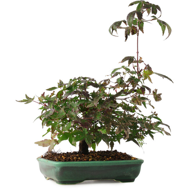 Acer palmatum, 15 cm, ± 6 ans, directement des mains du maître Mario Komsta, cultivé et stylisé personnellement