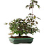 Acer palmatum, 15 cm, ± 6 years old, directly from the hands of master Mario Komsta, personally grown and styled