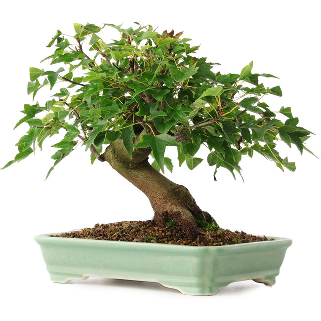 Acer buergerianum, 19 cm, ± 6 ans, cultivé et façonné personnellement par Mario Komsta