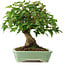 Acer buergerianum, 19 cm, ± 6 jaar oud, met de hand gestyled door Mario Komstra