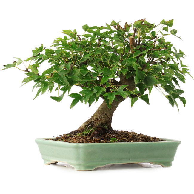 Acer buergerianum, 19 cm, ± 6 ans, cultivé et façonné personnellement par Mario Komsta