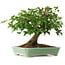 Acer buergerianum, 19 cm, ± 6 jaar oud, met de hand gestyled door Mario Komstra