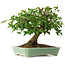 Acer buergerianum, 19 cm, ± 6 jaar oud, persoonlijk gekweekt en gevormd door Mario Komsta