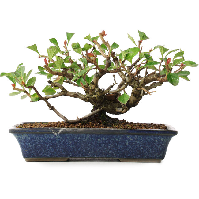 Chaenomeles speciosa, 14,5 cm, ± 6 jaar oud, met de hand gestyled door Mario Komstra