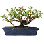 Chaenomeles speciosa, 14,5 cm, ± 6 jaar oud, met de hand gestyled door Mario Komstra