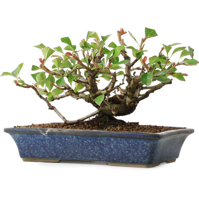 Chaenomeles speciosa, 14,5 cm, ± 6 anni, coltivata a mano e modellata personalmente da Mario Komsta