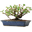 Chaenomeles speciosa, 14,5 cm, ± 6 jaar oud, met de hand gestyled door Mario Komstra