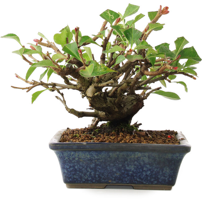 Chaenomeles speciosa, 14,5 cm, ± 6 years old, hand-grown and styled by Mario Komsta in person
