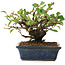 Chaenomeles speciosa, 14,5 cm, ± 6 jaar oud, met de hand gestyled door Mario Komstra