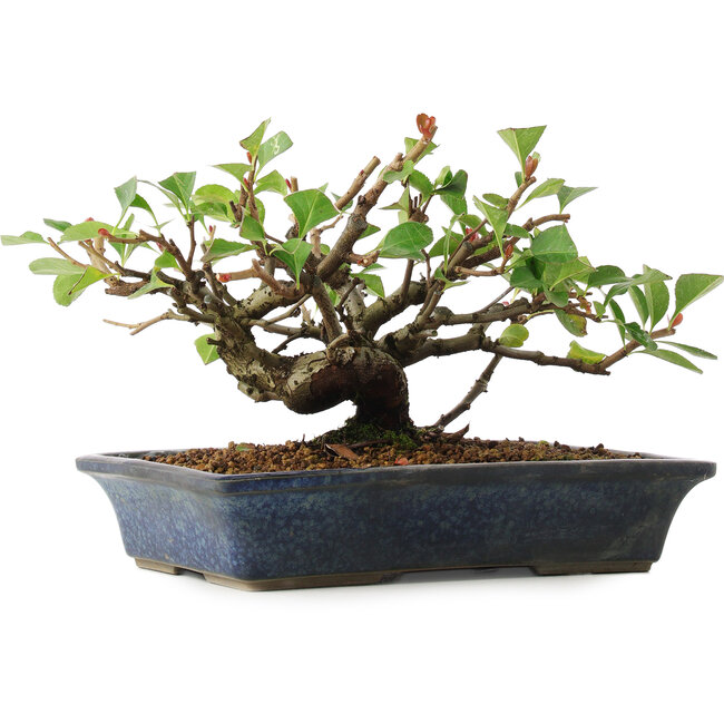 Chaenomeles speciosa, 14,5 cm, ± 6 Jahre alt, von Mario Komsta persönlich handgezüchtet und gestylt