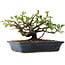 Chaenomeles speciosa, 14,5 cm, ± 6 jaar oud, met de hand gestyled door Mario Komstra