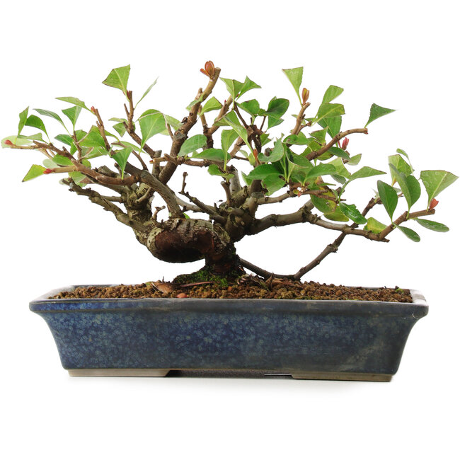 Chaenomeles speciosa, 14,5 cm, ± 6 jaar oud, met de hand gekweekt en persoonlijk gestyled door Mario Komsta