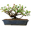 Chaenomeles speciosa, 14,5 cm, ± 6 jaar oud, met de hand gestyled door Mario Komstra