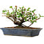 Chaenomeles speciosa, 14,5 cm, ± 6 jaar oud, met de hand gestyled door Mario Komstra