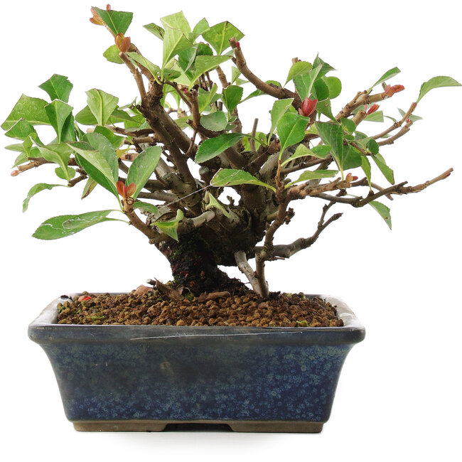 Chaenomeles speciosa, 14,5 cm, ± 6 ans, cultivé à la main et stylisé par Mario Komsta en personne
