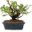 Chaenomeles speciosa, 14,5 cm, ± 6 jaar oud, met de hand gestyled door Mario Komstra