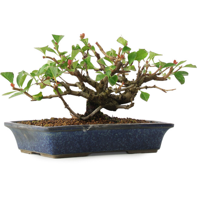 Chaenomeles speciosa, 14,5 cm, ± 6 ans, cultivé à la main et stylisé par Mario Komsta en personne