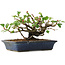 Chaenomeles speciosa, 14,5 cm, ± 6 jaar oud, met de hand gestyled door Mario Komstra