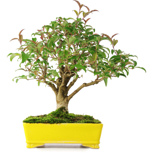 Ligustrum, 24 cm, ± 6 jaar oud, zorgvuldig met de hand gestyled en gekweekt door Mario Komsta zelf
