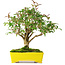 Ligustrum, 24 cm, ± 6 jaar oud, zorgvuldig met de hand gestyled en gekweekt door Mario Komsta zelf