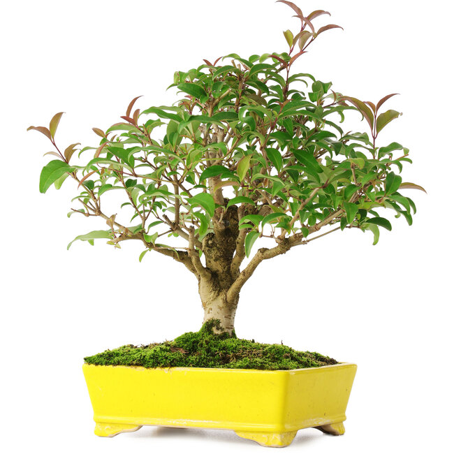 Ligustrum, 24 cm, ± 6 anni, accuratamente selezionato a mano e coltivato dallo stesso Mario Komsta