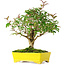 Ligustrum, 24 cm, ± 6 jaar oud, zorgvuldig met de hand gestyled en gekweekt door Mario Komsta zelf