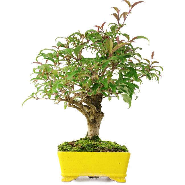Ligustrum, 24 cm, ± 6 years old, carefully hand-styled and grown by Mario Komsta himself