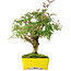 Ligustrum, 24 cm, ± 6 jaar oud, zorgvuldig met de hand gestyled en gekweekt door Mario Komsta zelf