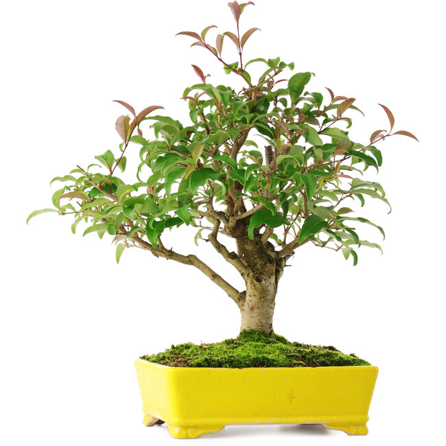 Ligustrum, 24 cm, ± 6 anni, accuratamente selezionato a mano e coltivato dallo stesso Mario Komsta