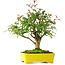Ligustrum, 24 cm, ± 6 jaar oud, zorgvuldig met de hand gestyled en gekweekt door Mario Komsta zelf