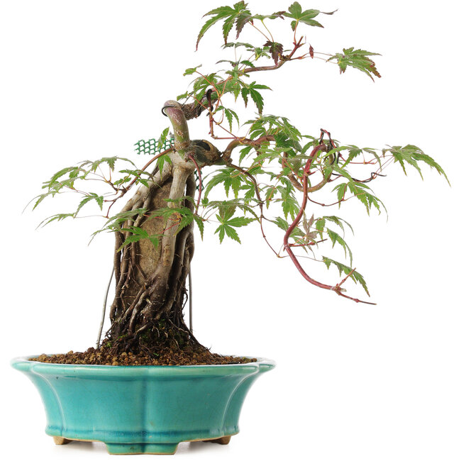 Acer palmatum, 25 cm, ± 6 anni, direttamente dalle mani del maestro Mario Komsta, personalmente coltivato e curato