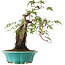 Acer palmatum, 25 cm, ± 6 ans, directement des mains du maître Mario Komsta, cultivé et stylisé personnellement