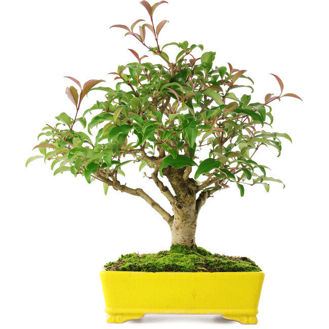 Ligustrum, 24 cm, ± 6 años, cuidadosamente diseñado a mano y cultivado por el propio Mario Komsta