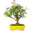 Ligustrum, 24 cm, ± 6 jaar oud, zorgvuldig met de hand gestyled en gekweekt door Mario Komsta zelf