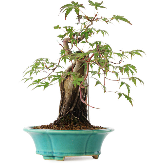 Acer palmatum, 25 cm, ± 6 years old, directly from the hands of master Mario Komsta, personally grown and styled