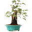 Acer palmatum, 25 cm, ± 6 ans, directement des mains du maître Mario Komsta, cultivé et stylisé personnellement