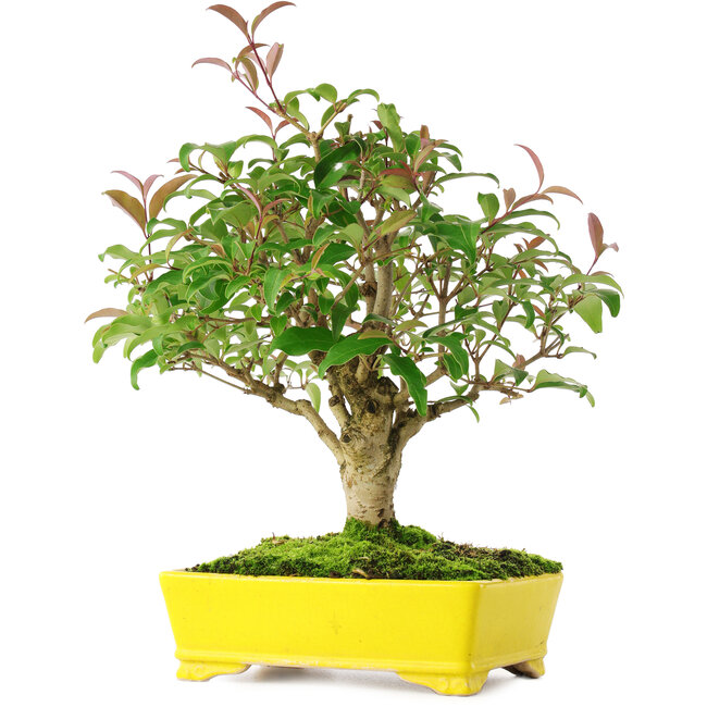 Ligustrum, 24 cm, ± 6 years old, carefully hand-styled and grown by Mario Komsta himself