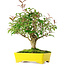 Ligustrum, 24 cm, ± 6 jaar oud, zorgvuldig met de hand gestyled en gekweekt door Mario Komsta zelf