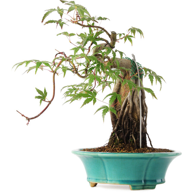 Acer palmatum, 25 cm, ± 6 años, directamente de las manos del maestro Mario Komsta, cultivado y estilizado personalmente