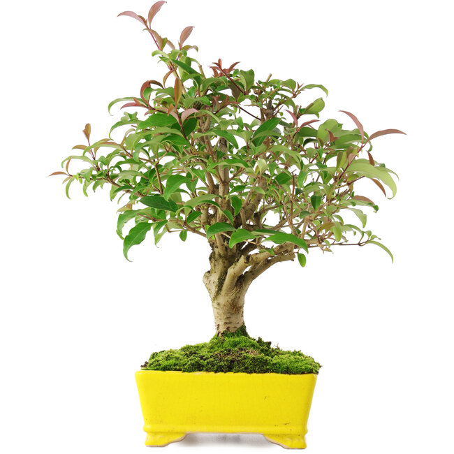Ligustrum, 24 cm, ± 6 ans, soigneusement stylisé à la main et cultivé par Mario Komsta lui-même