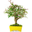 Ligustrum, 24 cm, ± 6 jaar oud, zorgvuldig met de hand gestyled en gekweekt door Mario Komsta zelf