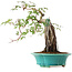 Acer palmatum, 25 cm, ± 6 jaar oud, met de hand gestyled door Mario Komstra