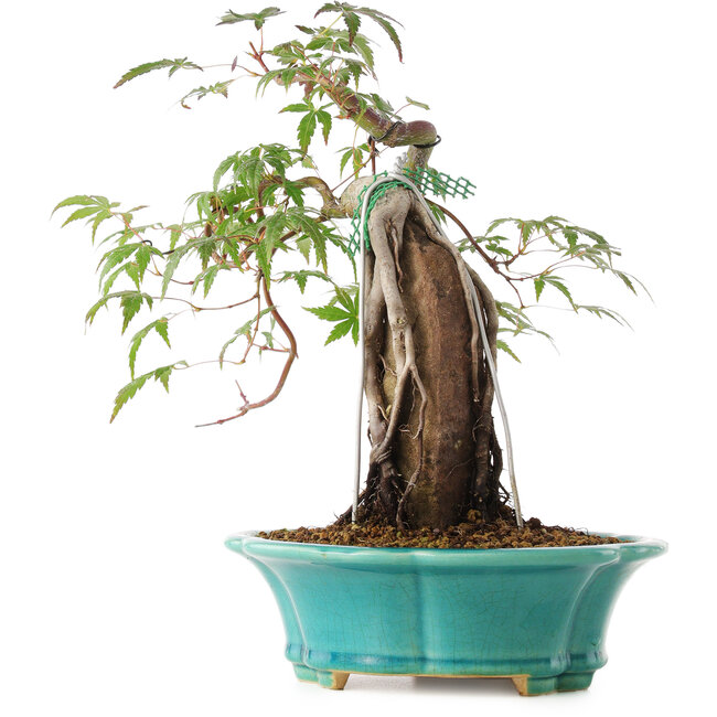 Acer palmatum, 25 cm, ± 6 ans, directement des mains du maître Mario Komsta, cultivé et stylisé personnellement