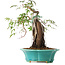 Acer palmatum, 25 cm, ± 6 jaar oud, met de hand gestyled door Mario Komstra