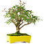 Ligustrum, 24 cm, ± 6 jaar oud, zorgvuldig met de hand gestyled en gekweekt door Mario Komsta zelf
